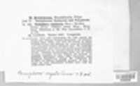 Peniophora conspersa image